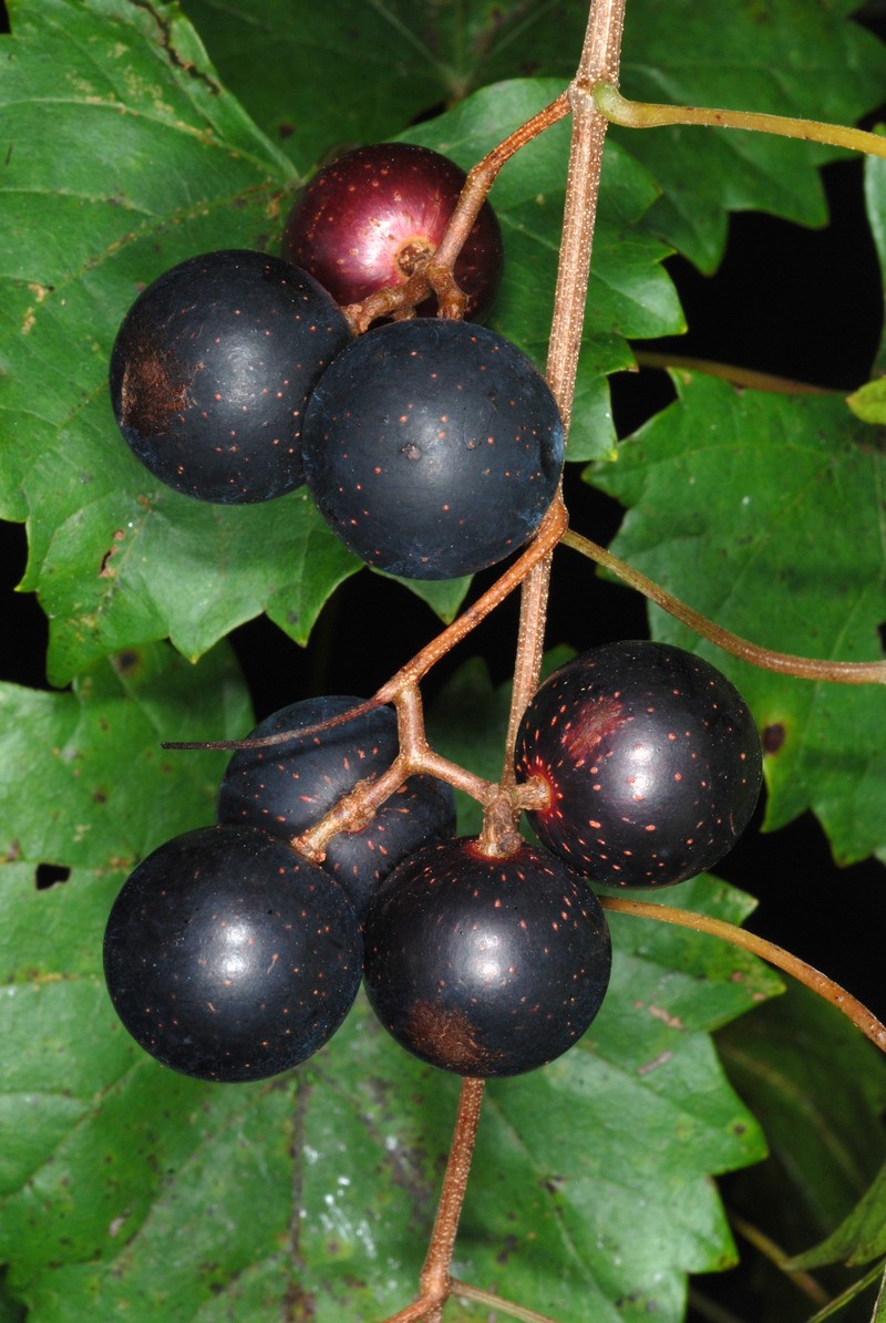 Muscadine photo 3