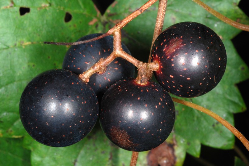 Muscadine photo 4