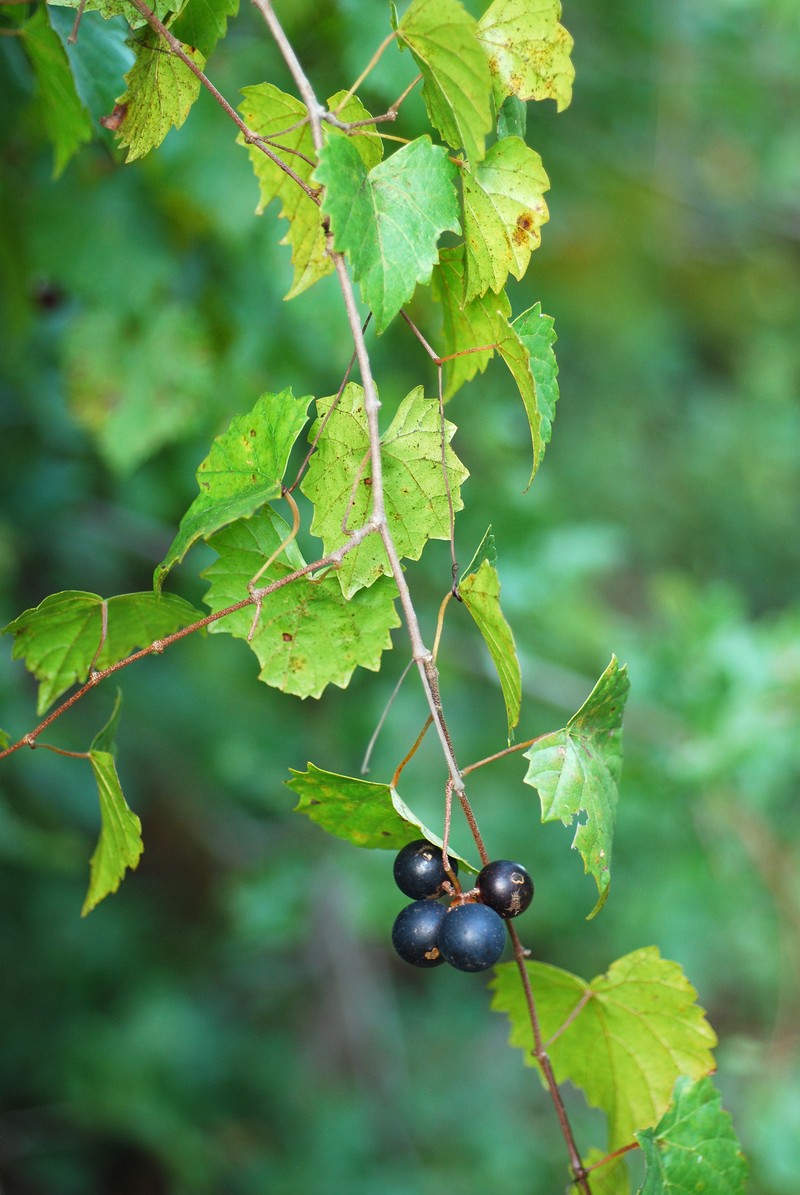 Muscadine photo 5