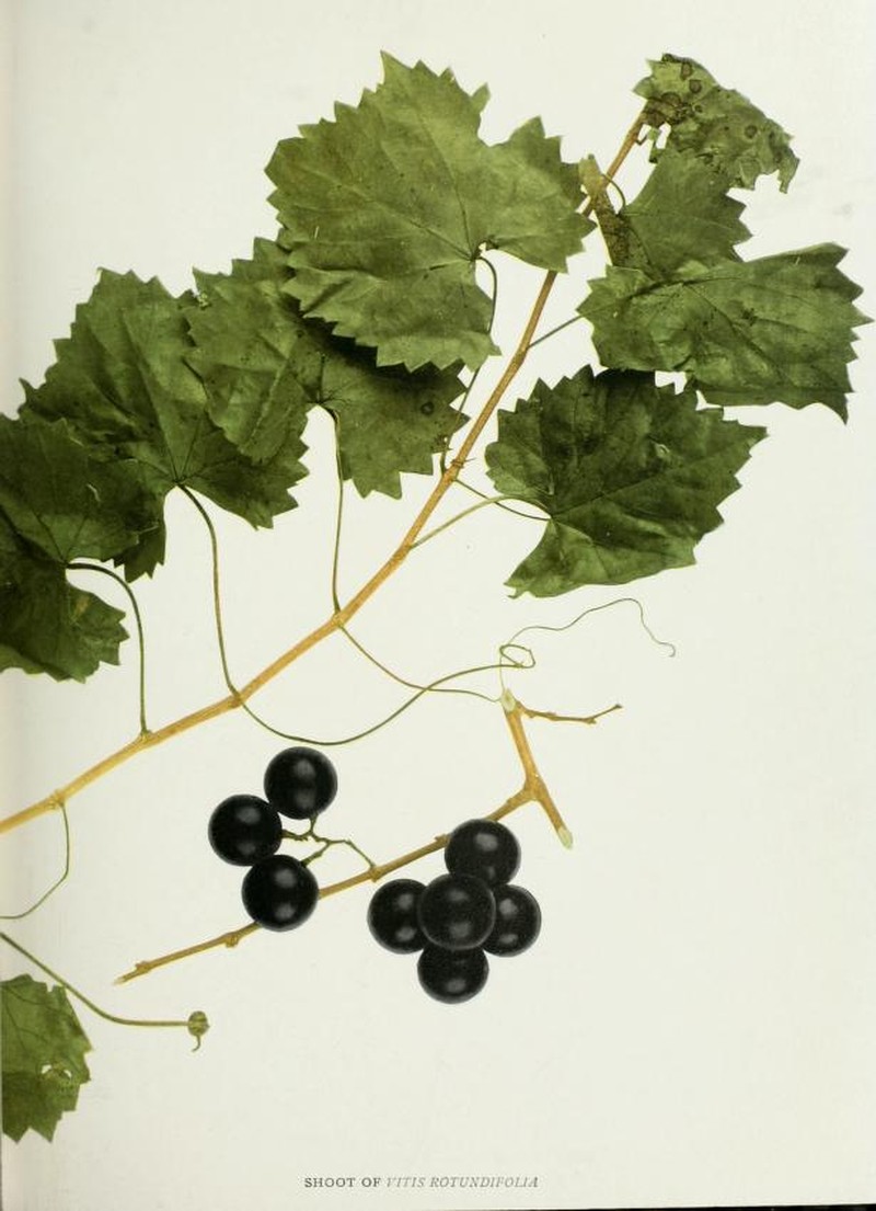 Muscadine photo 2