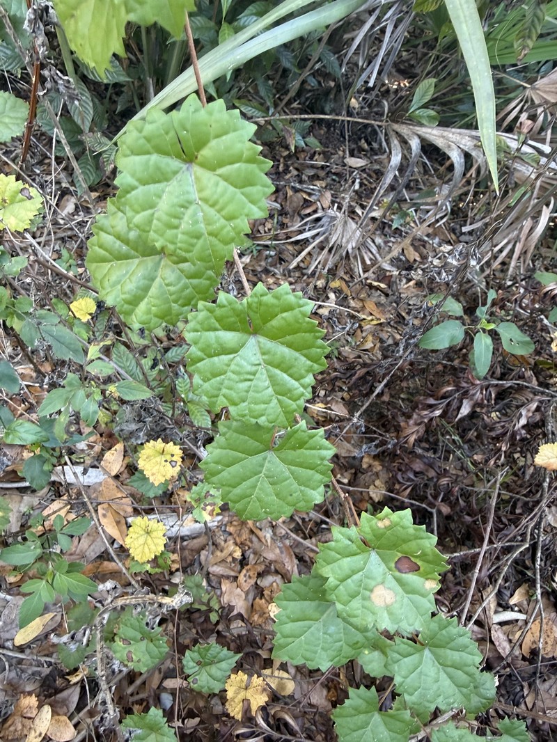 Vitis rotundifolia var. munsoniana