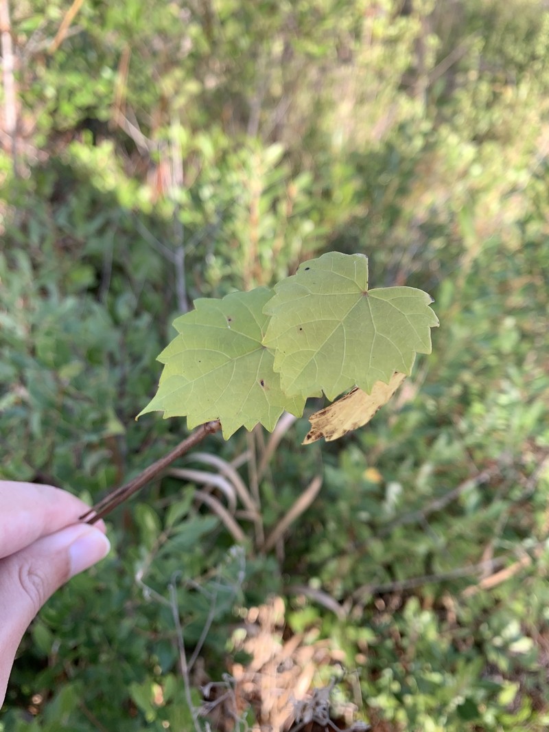 Vitis rotundifolia var. munsoniana photo 2