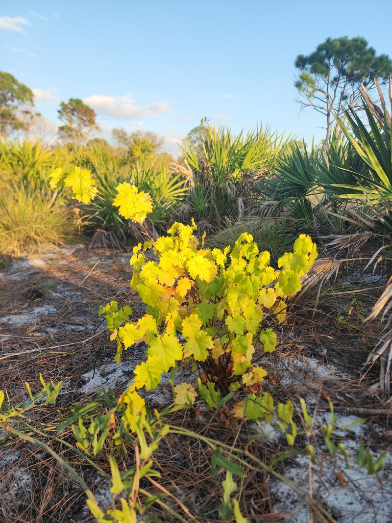 Vitis rotundifolia var. munsoniana photo 3