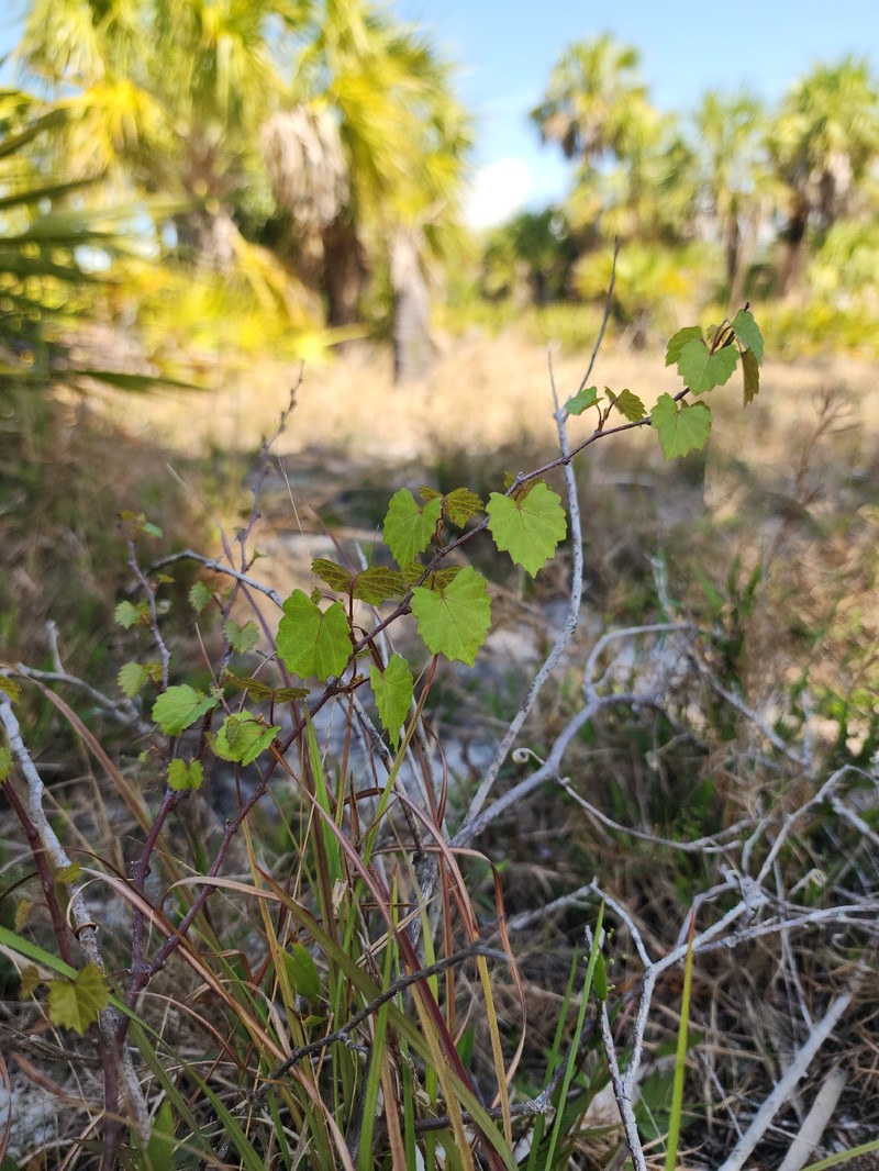 Vitis rotundifolia var. munsoniana photo 5