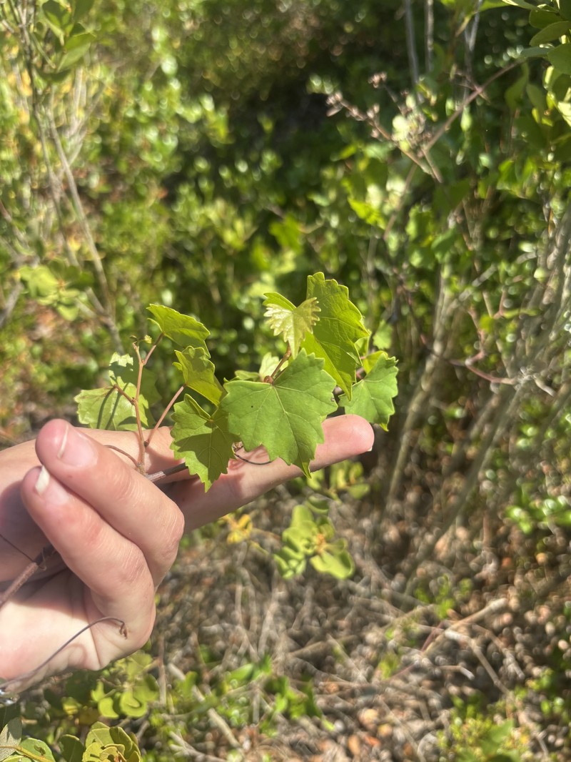 Vitis rotundifolia var. munsoniana photo 7