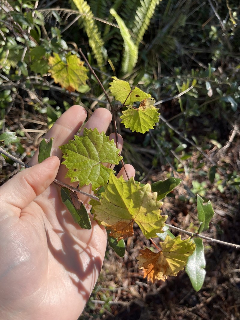 Vitis rotundifolia var. munsoniana photo 8