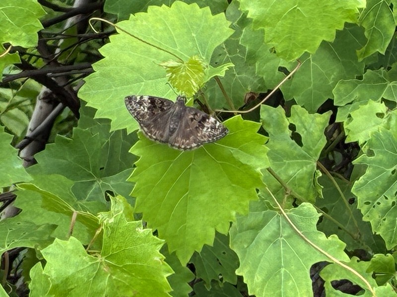Vitis rotundifolia var. rotundifolia