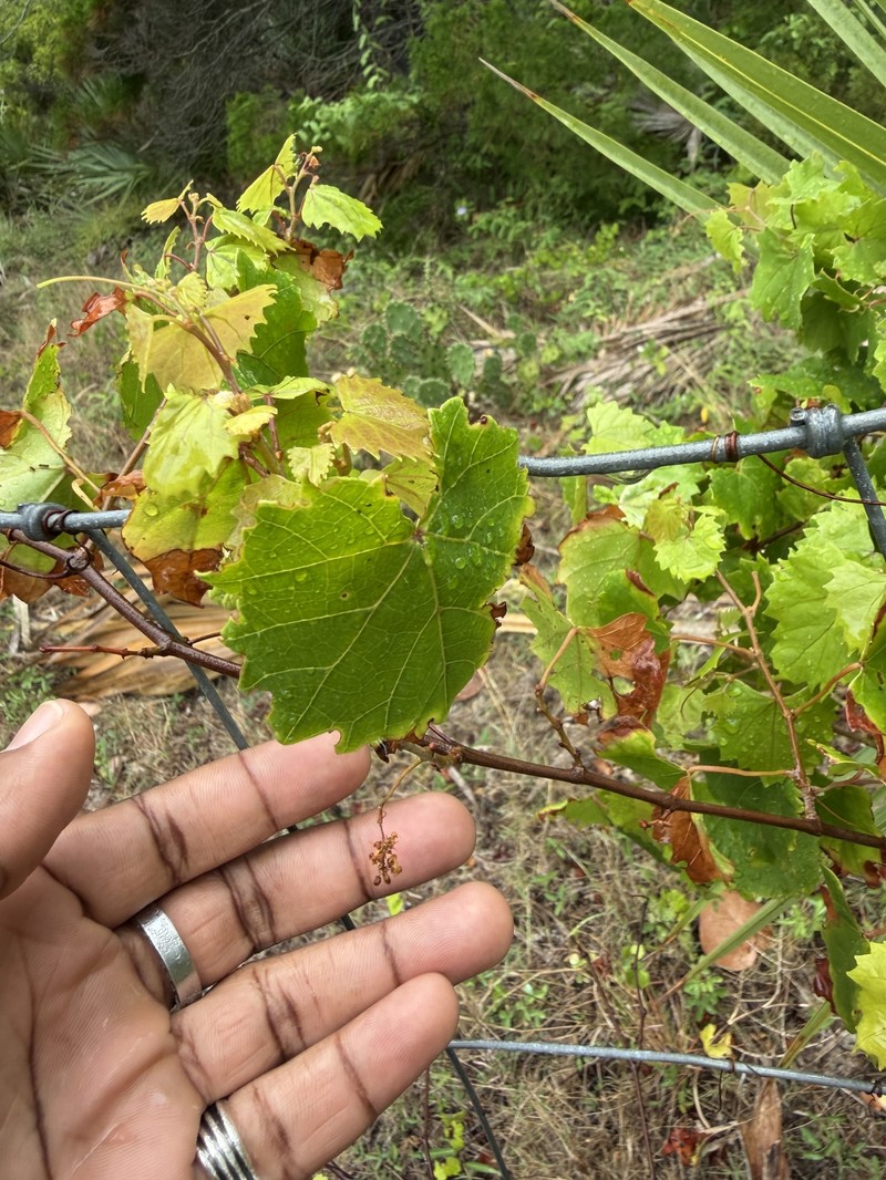 Vitis rotundifolia var. rotundifolia photo 2