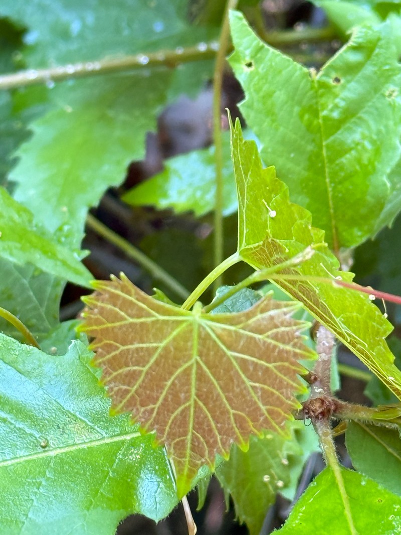 Vitis rotundifolia var. rotundifolia photo 3