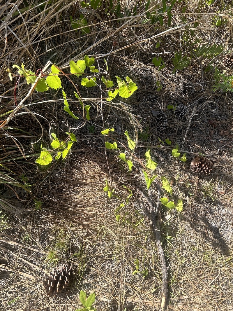 Vitis rotundifolia var. rotundifolia photo 4