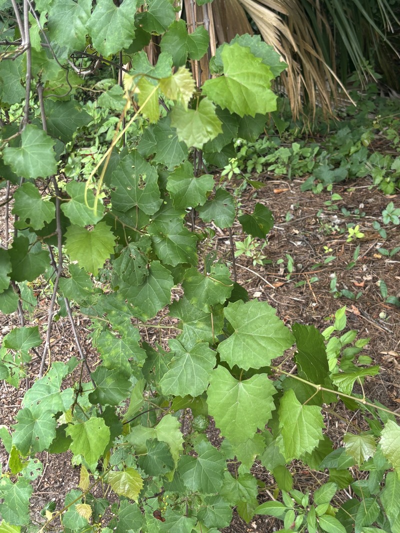 Vitis rotundifolia var. rotundifolia photo 5