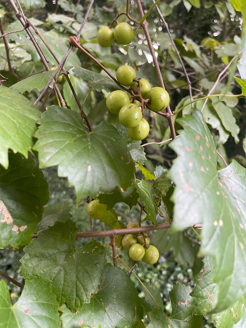 Vitis rotundifolia var. rotundifolia photo 6