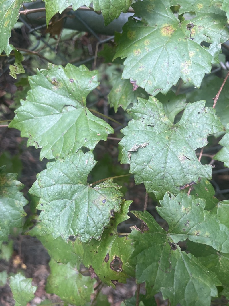 Vitis rotundifolia var. rotundifolia photo 7