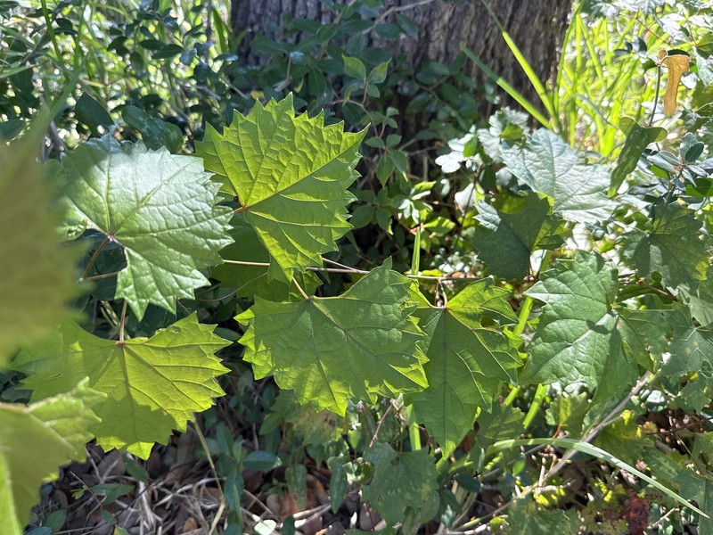 Vitis rotundifolia var. rotundifolia photo 8