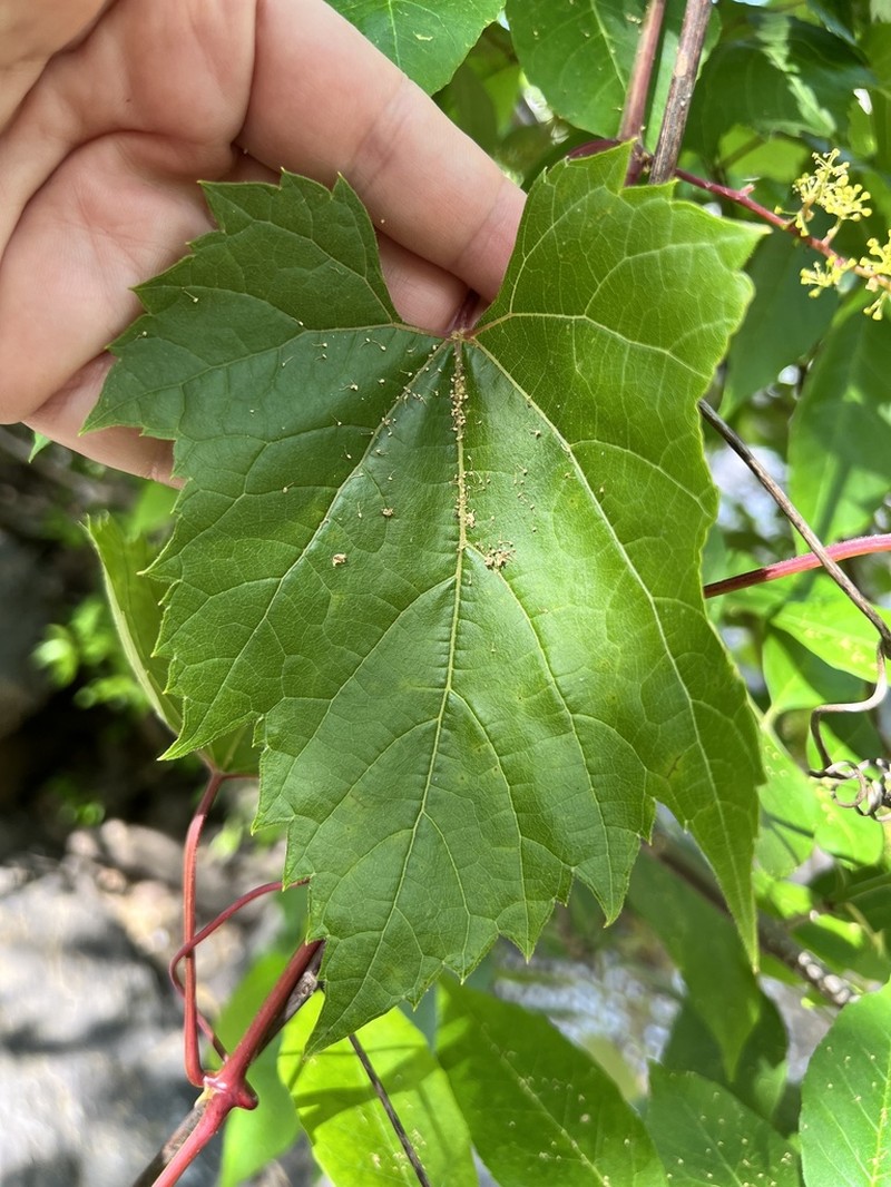 Sand Grape photo 6