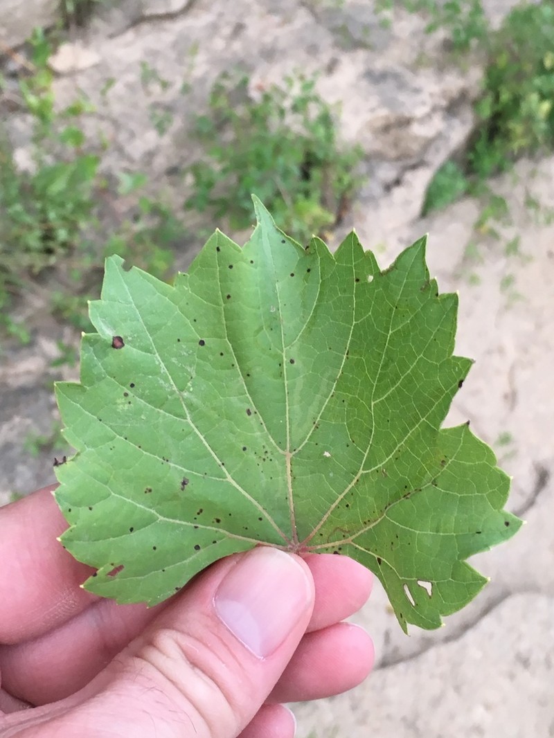 Sand Grape photo 7