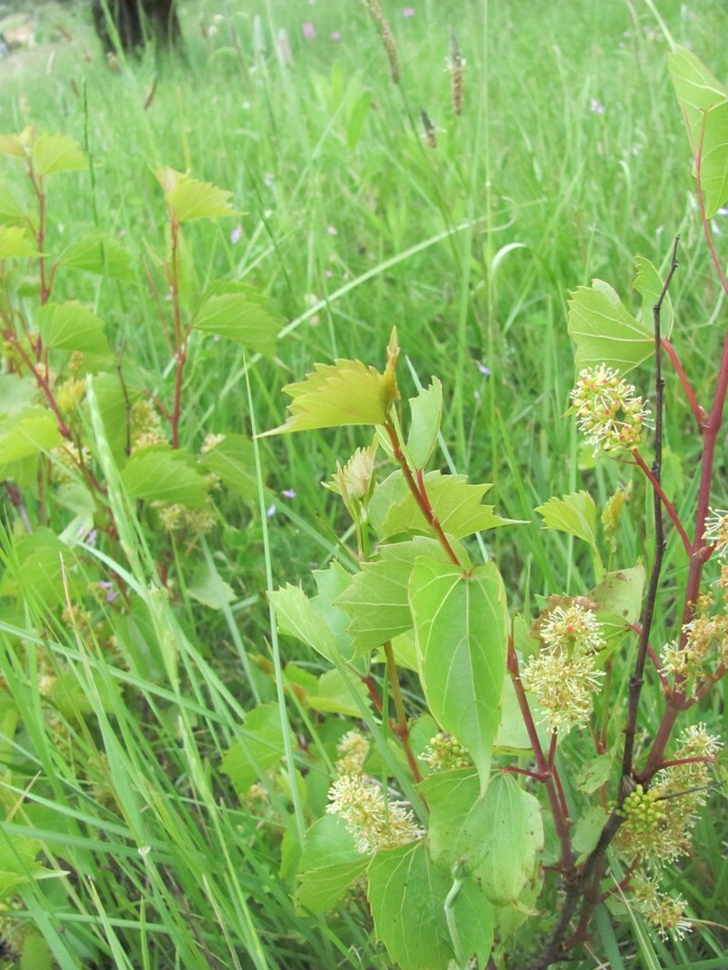 Sand Grape photo 8