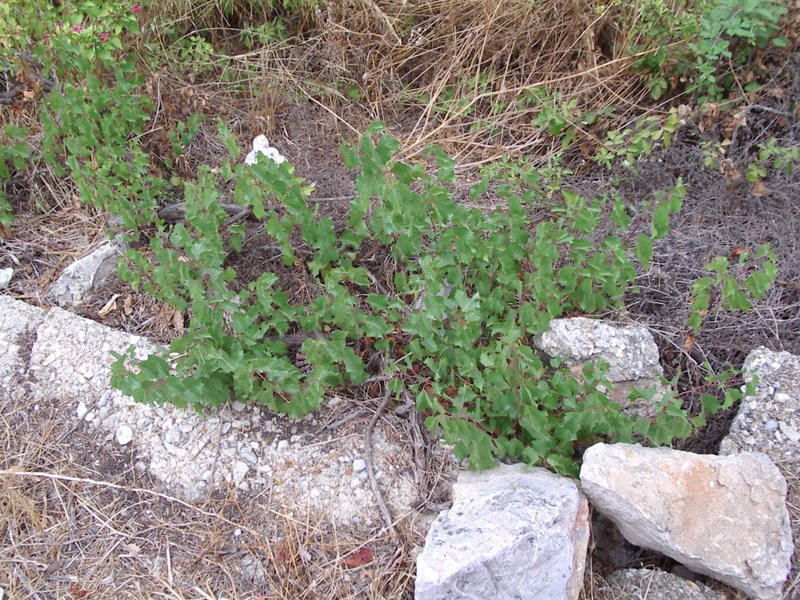 Sand Grape photo 4