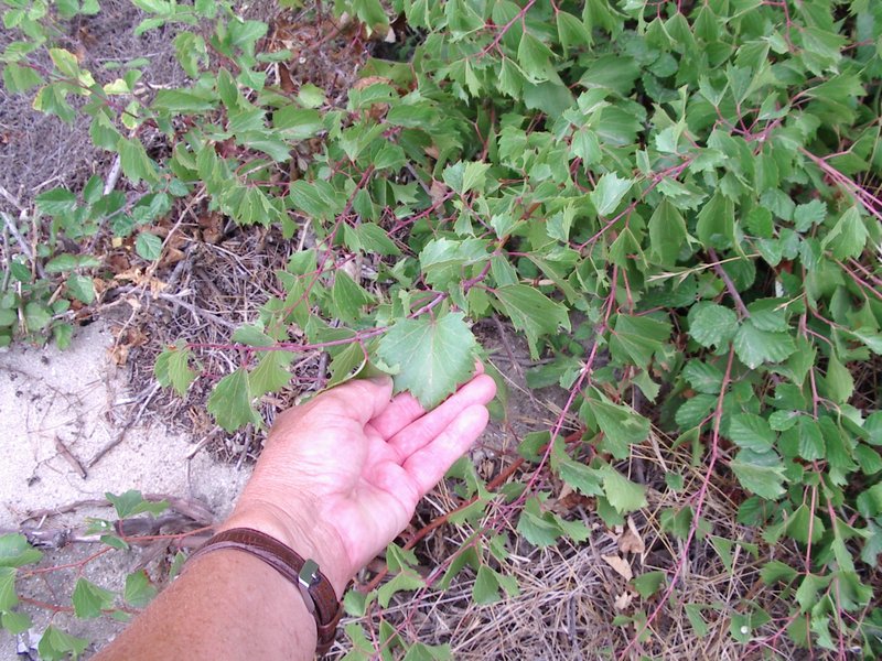 Sand Grape photo 5