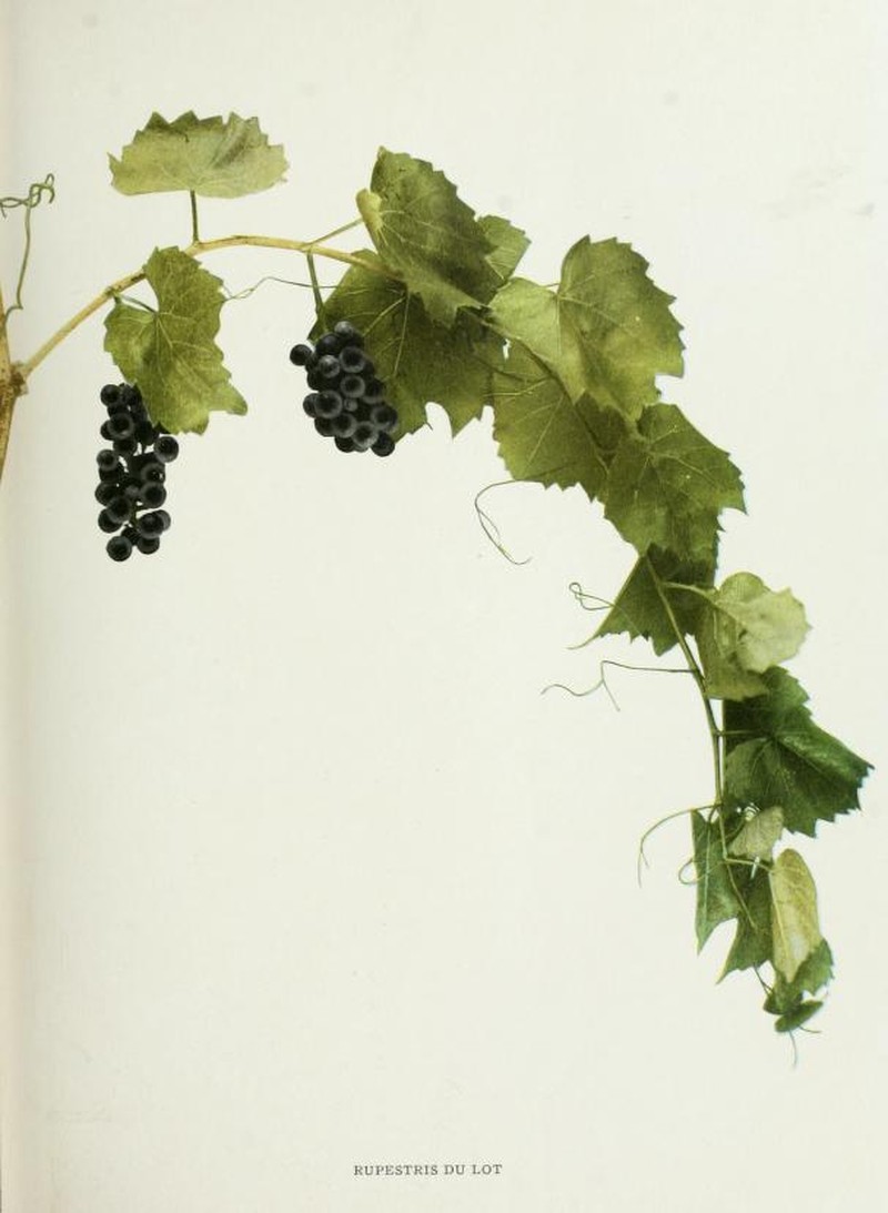 Sand Grape photo 2