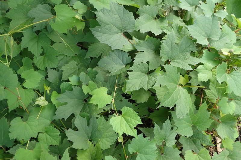 Sand Grape photo 3