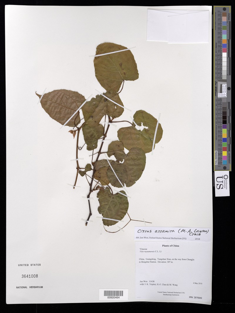 Vitis ruyuanensis