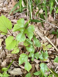 Vitis saccharifera