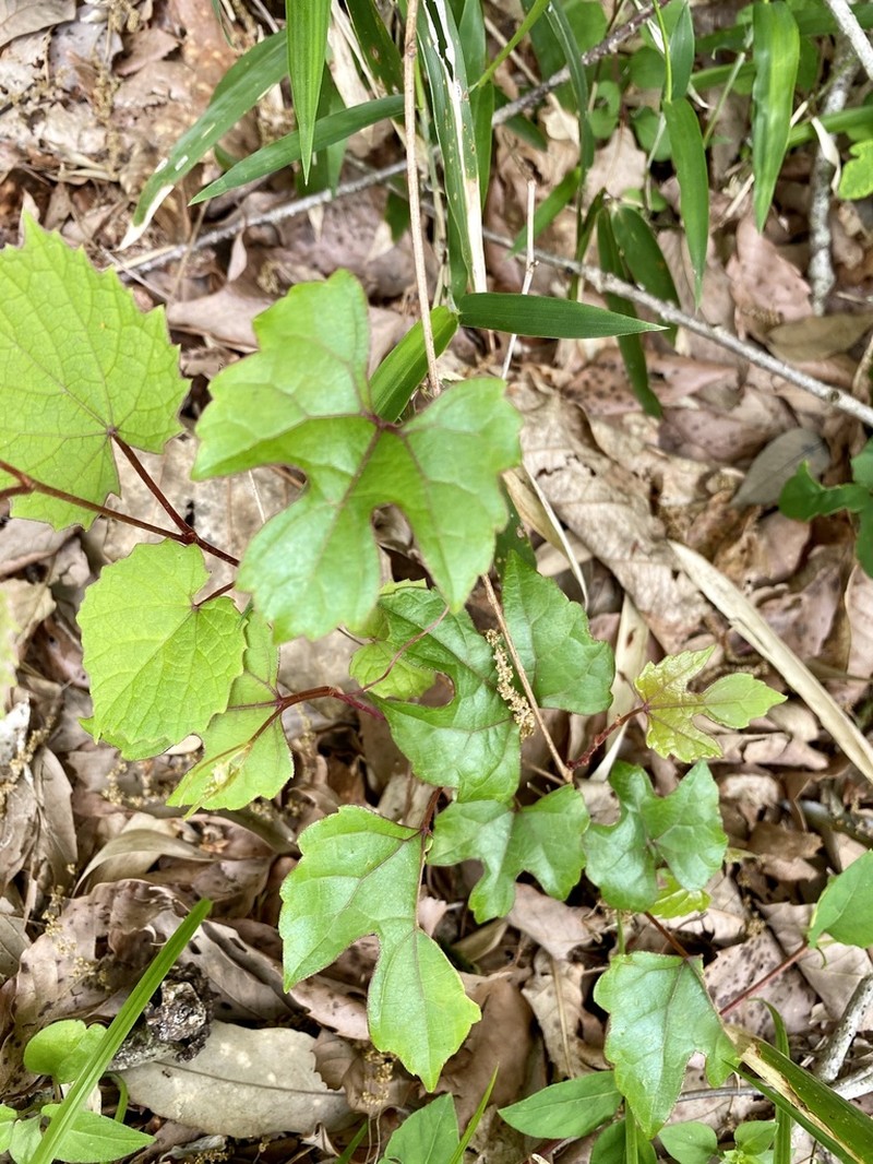 Vitis saccharifera