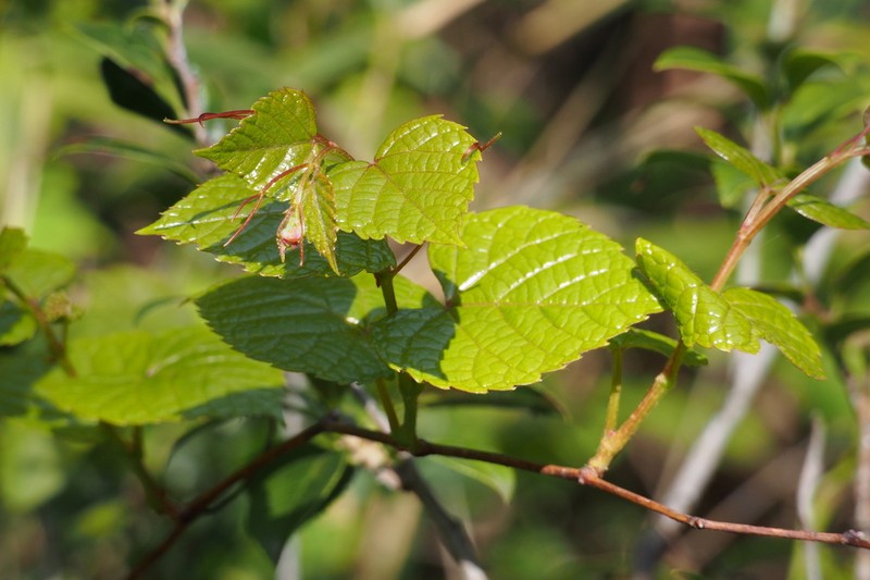 Vitis saccharifera photo 2