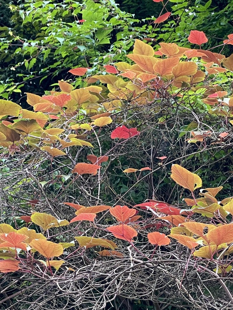 Vitis saccharifera photo 3