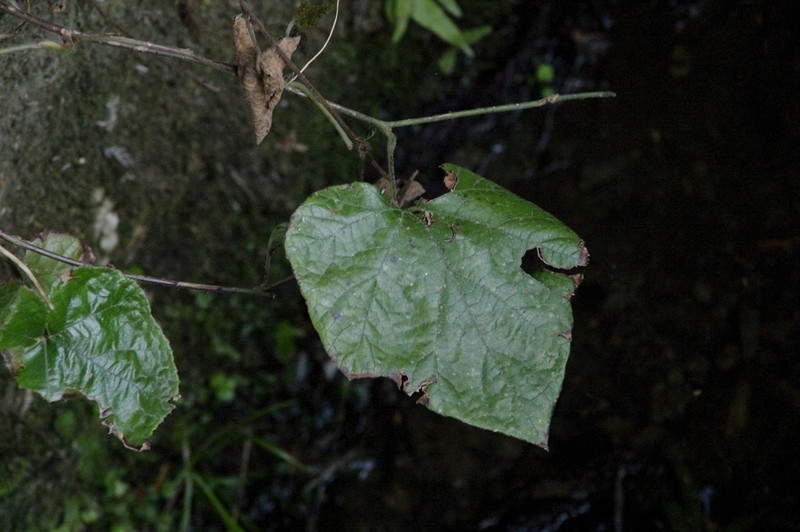 Vitis saccharifera photo 4