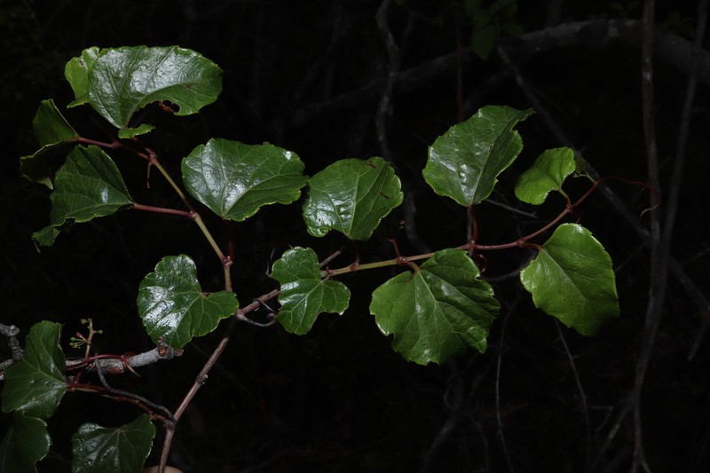 Vitis saccharifera photo 6