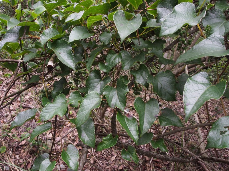 Vitis saccharifera photo 7