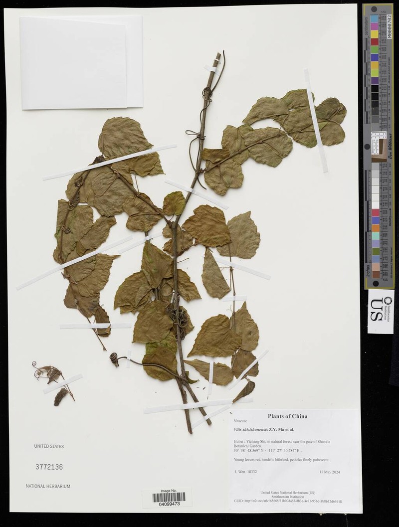 Vitis shizishanensis