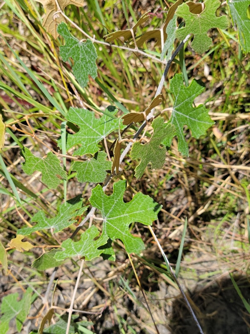 Calloose Grape