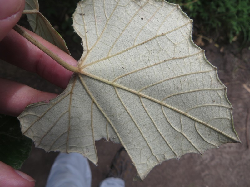Calloose Grape photo 2