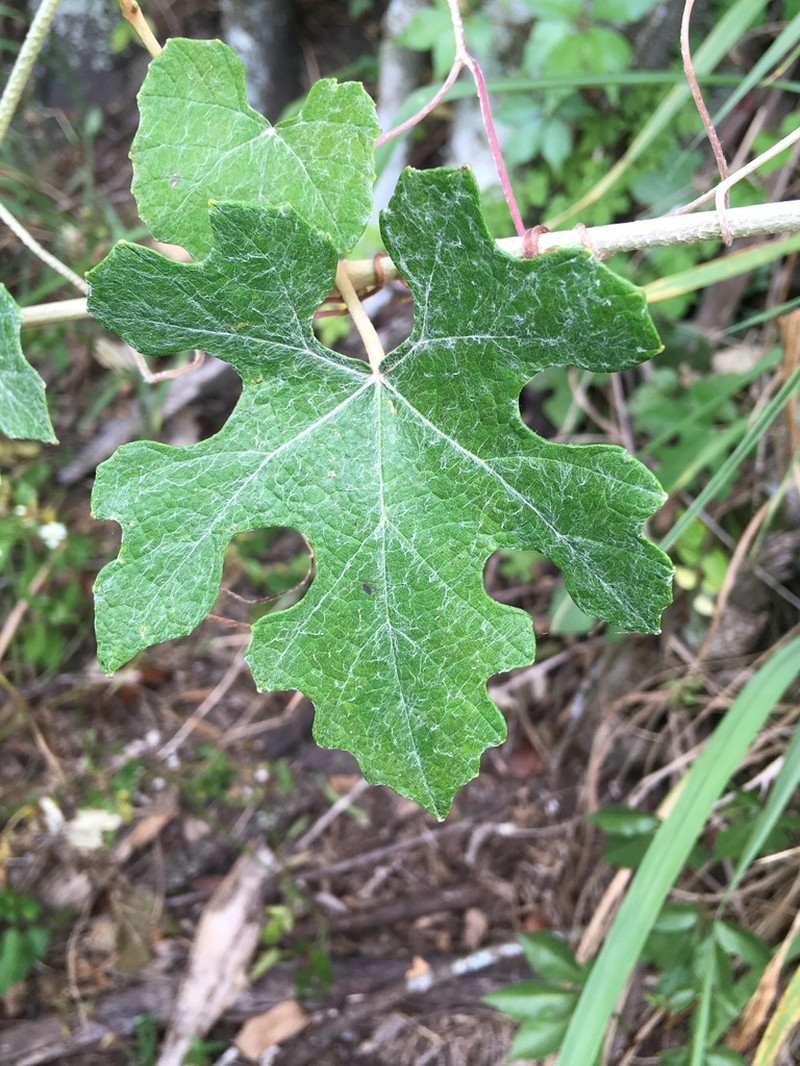 Calloose Grape photo 3