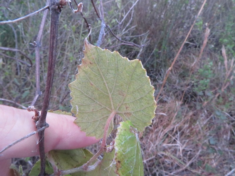 Calloose Grape photo 5