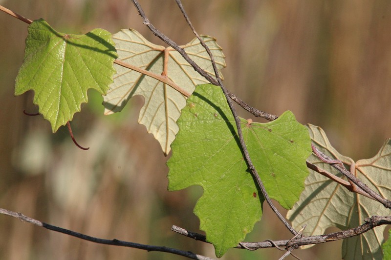 Calloose Grape photo 6