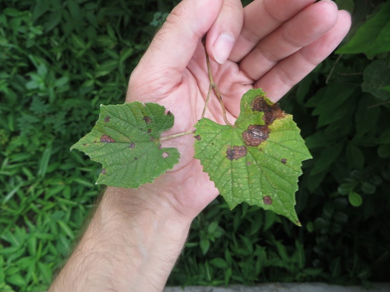 Calloose Grape photo 7