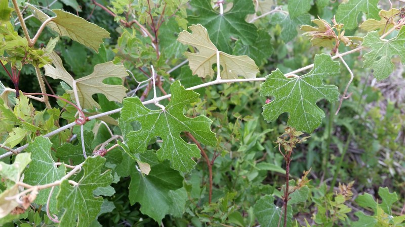 Calloose Grape photo 2