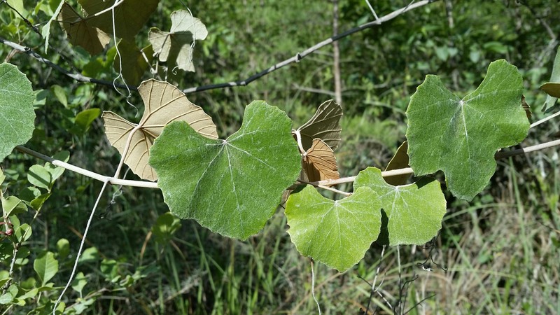 Calloose Grape photo 3