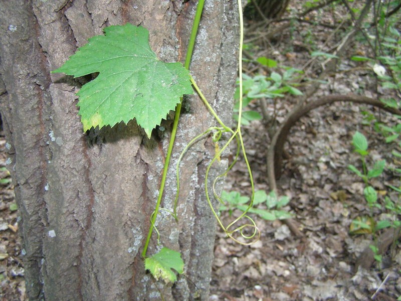 Vitis silvestrii photo 2