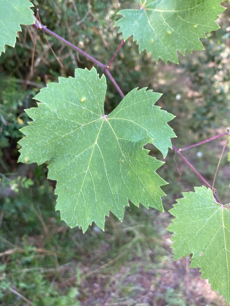 Vitis silvestrii photo 3