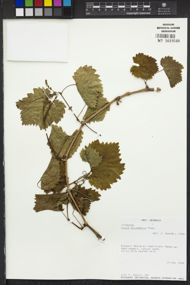 Vitis silvestrii photo 5