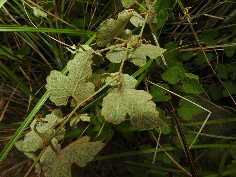 Vitis sinocinerea