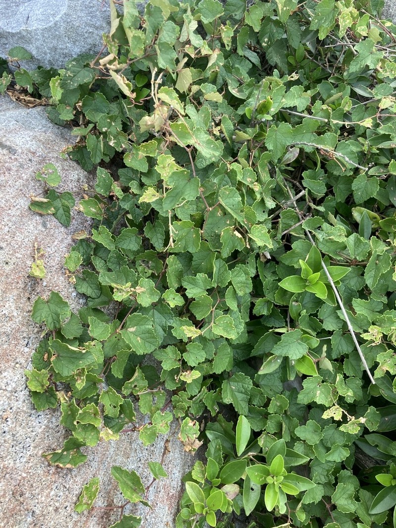 Vitis sinocinerea photo 2