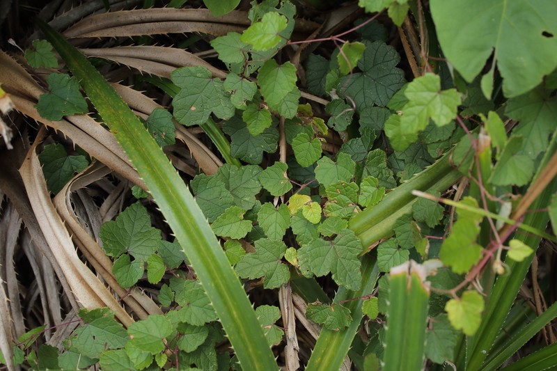 Vitis sinocinerea photo 3