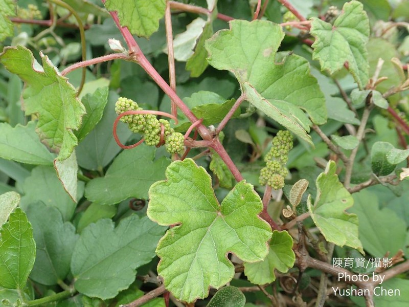 Vitis sinocinerea photo 4