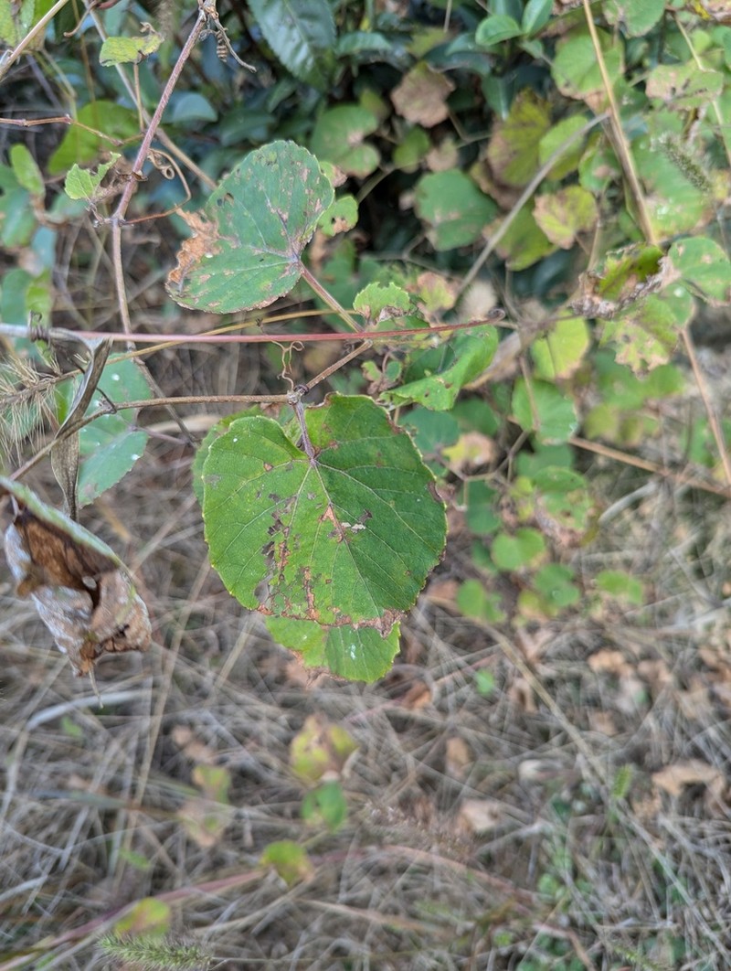 Vitis sinocinerea photo 5